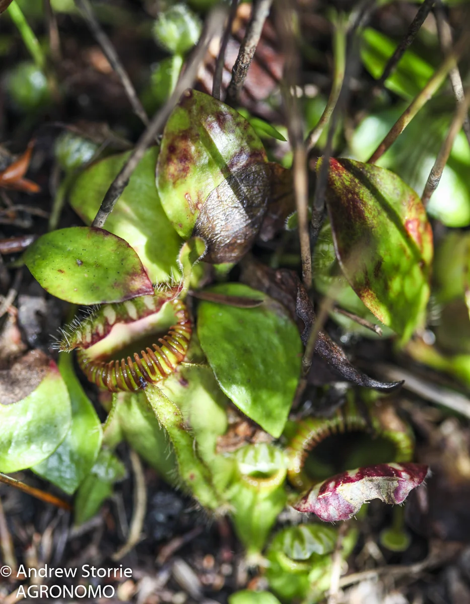 Albany_pitcher_plant-1.jpg