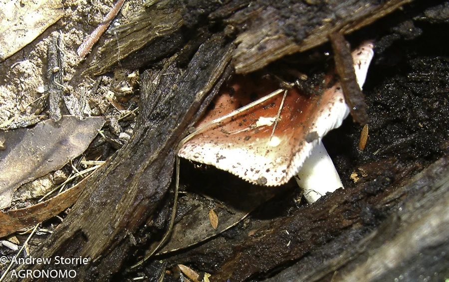 Basidiomycetes2-13.jpg