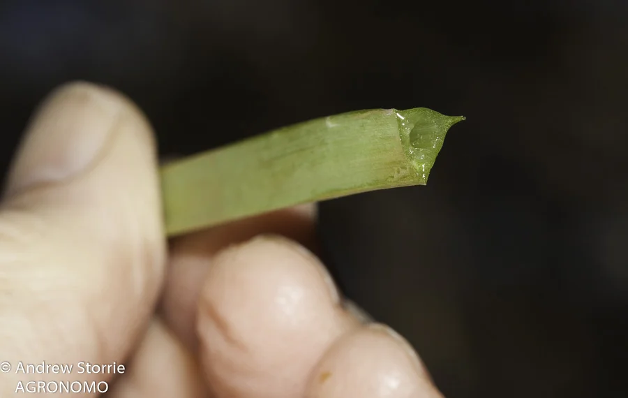 Three angled garlic (Nothoscordum gracile) stem cross-section
