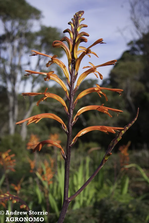 African cornflag (Chasmanthe floribunda)