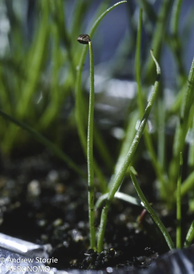 Asphodelus (Asphodelus fistulosus) seedling