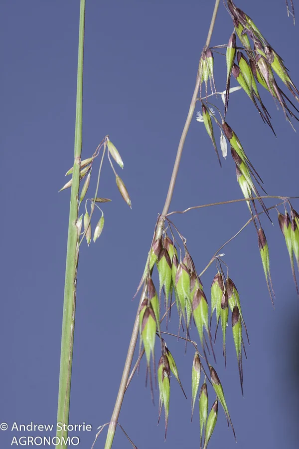 Prennial veldt grass (left), annual veldt grass (Ehrharta longifolia) (right)