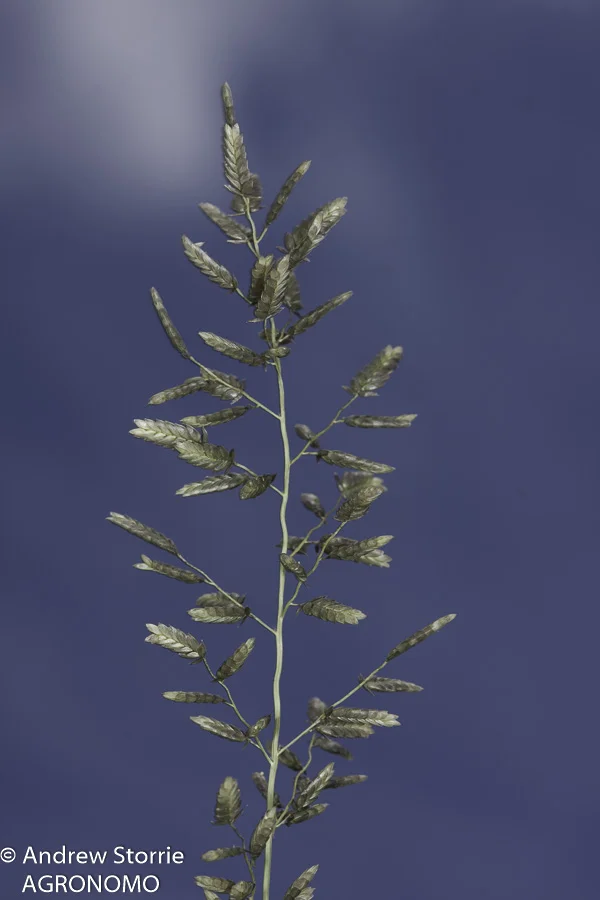 Stinking lovegrass (Eragrostis cilianensis) inflorescence