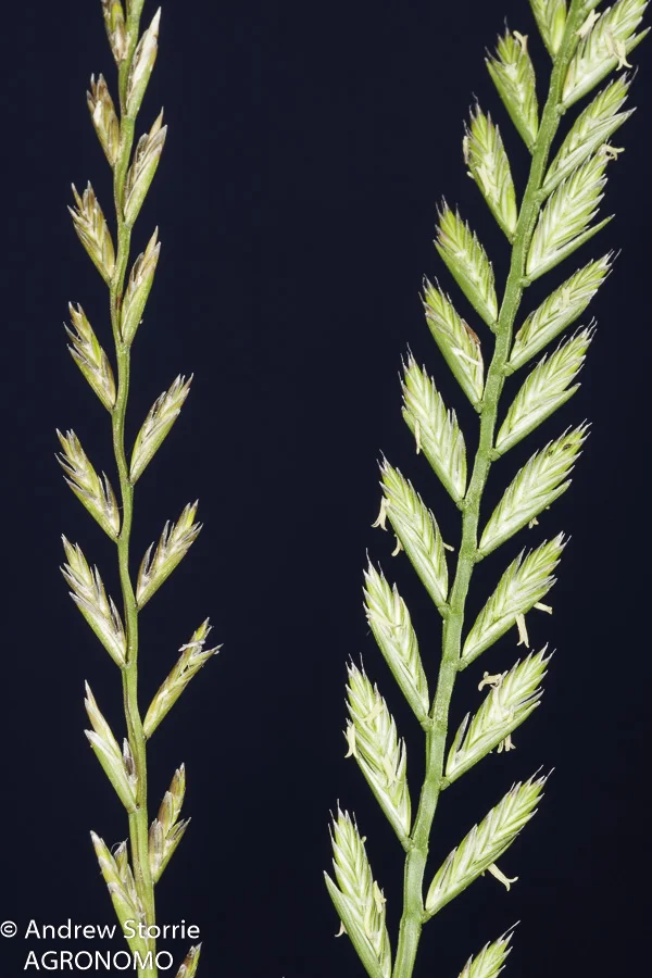 Lolium_rigidum_inflor-00012.jpg