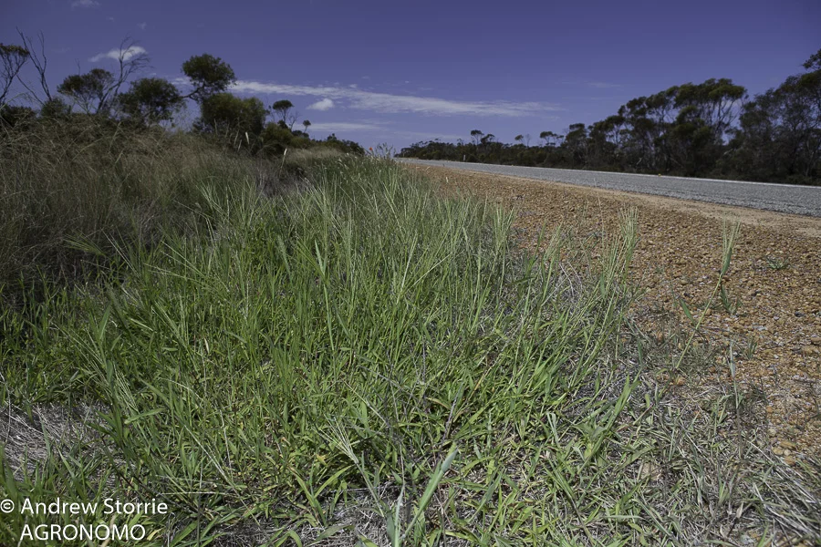 Digitaria_sanguinalis_roadside_Esperance-2.jpg