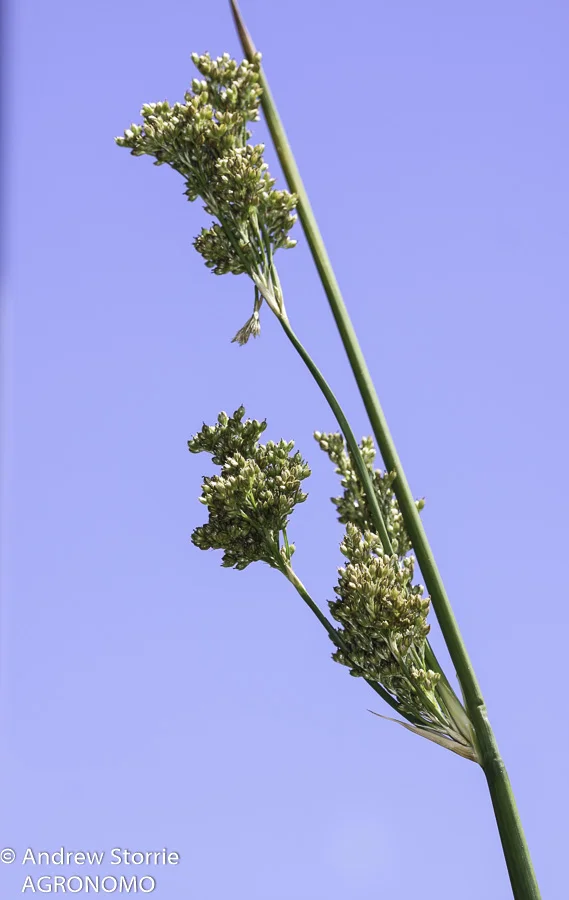 Pale rush (Juncus pallidus) inflorescence