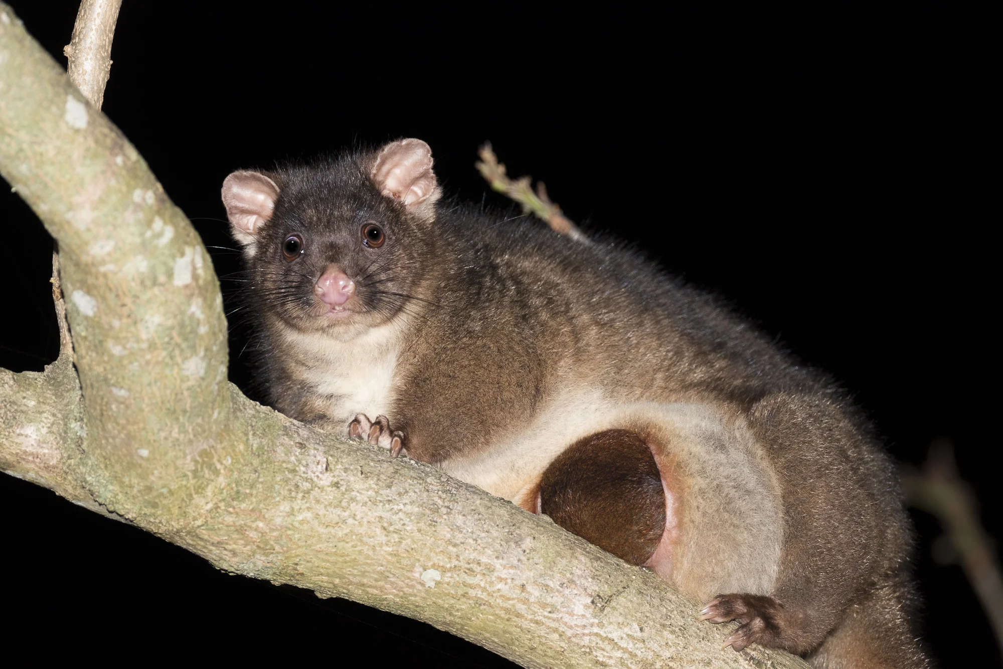 Endangered Western ringtail possum mum with large joey in pouch