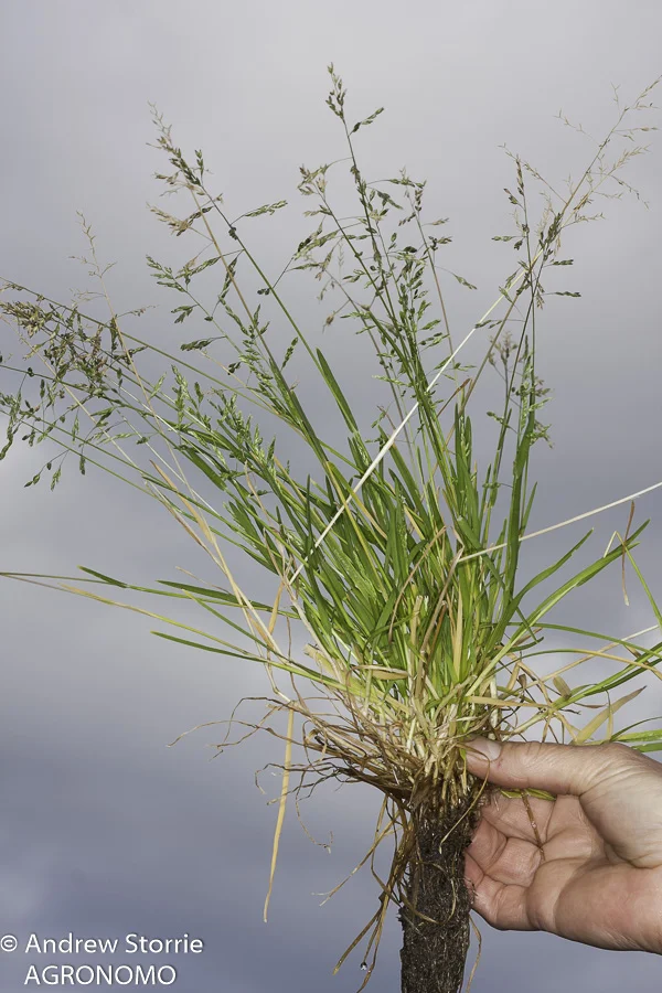 Winter grass ( Poa annua ) - a prolific seeder