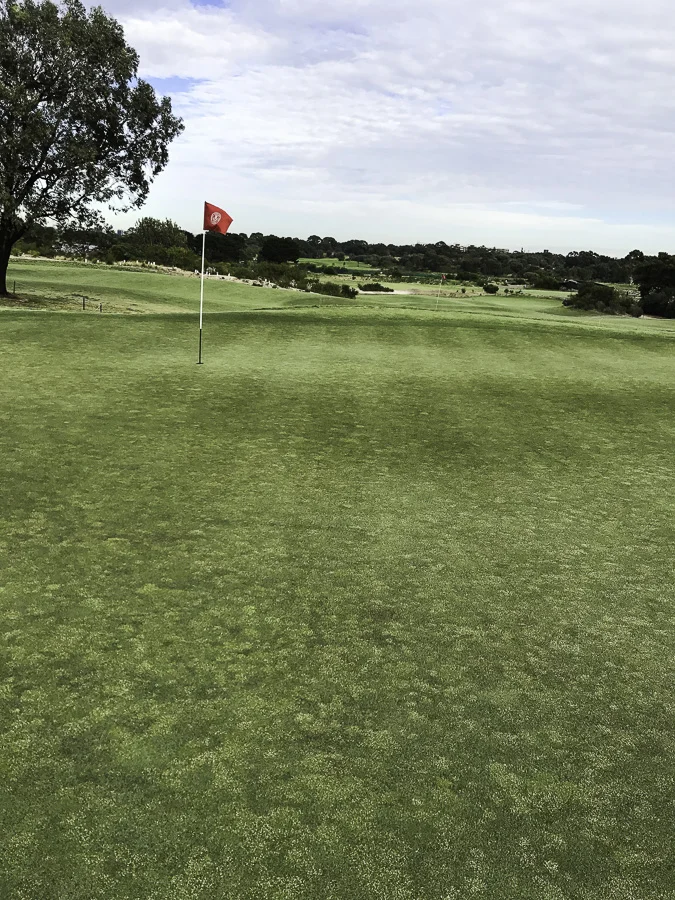 Golf green infested with winter grass. Image: Jyri Kaapro, Bayer CropScience