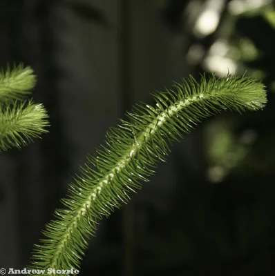 Club moss - an early type of green plant that reproduces by spores.