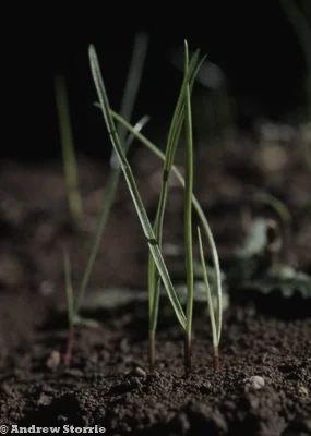 Phalaris paradoxa 1.5 leaf - a monocotyledon