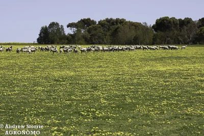 Acidic sands on the WA south coast favours Actotheca calendula