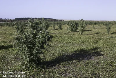 Spear thistle favoured by higher phosphorus levels which in turn favours clover growth and nitrogen fixation