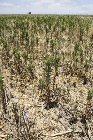 Early control eliminates this sort of nightmare - Moisture-stressed fleabane.