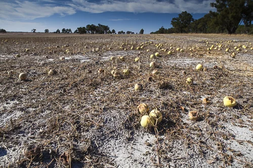 Esperance - Early and effective summer weed control workshop