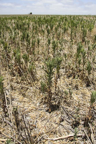 Early control eliminates this sort of nightmare - Moisture-stressed fleabane.