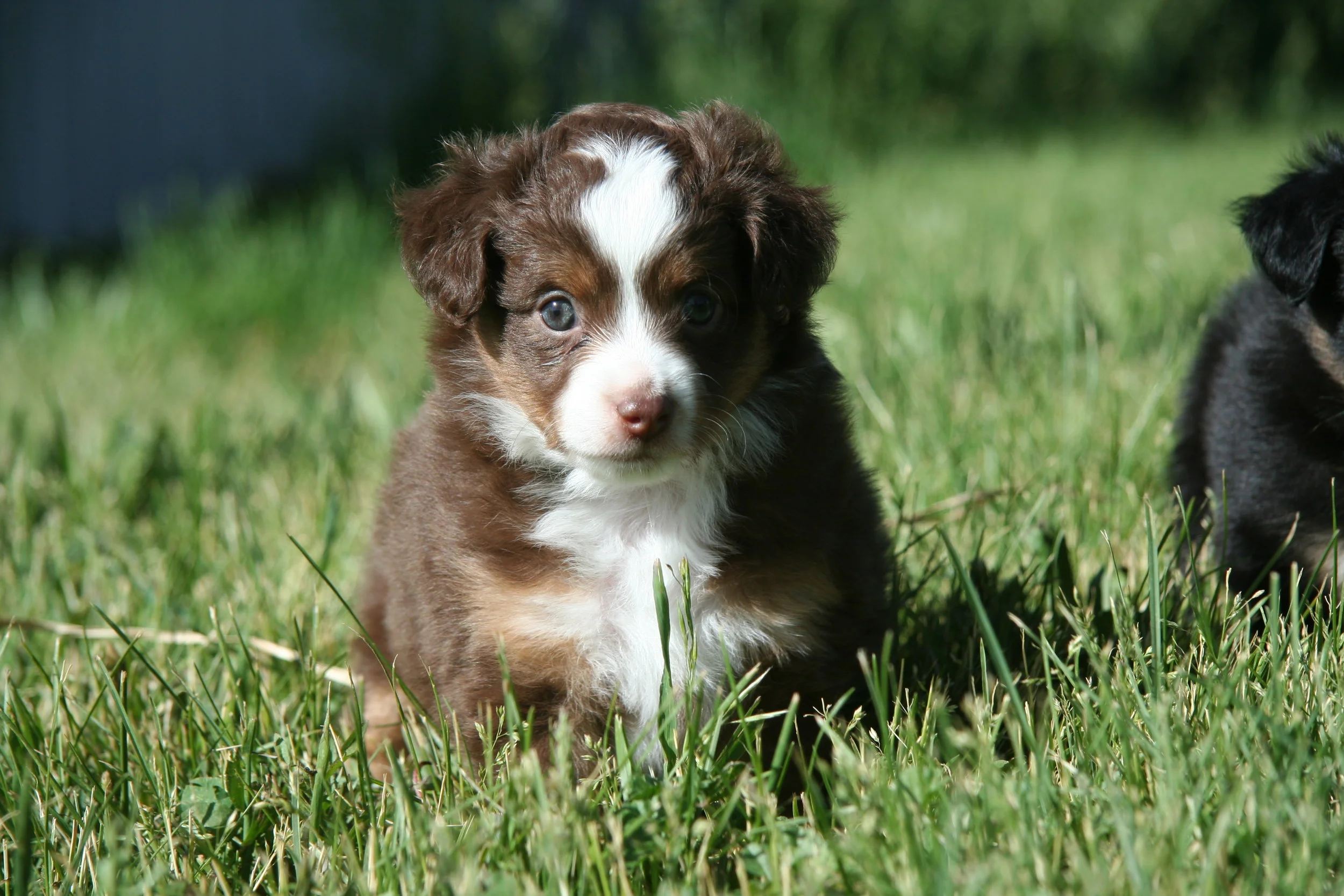 Mini Aussie Puppies New Mexico — Stealin' Blue Minis