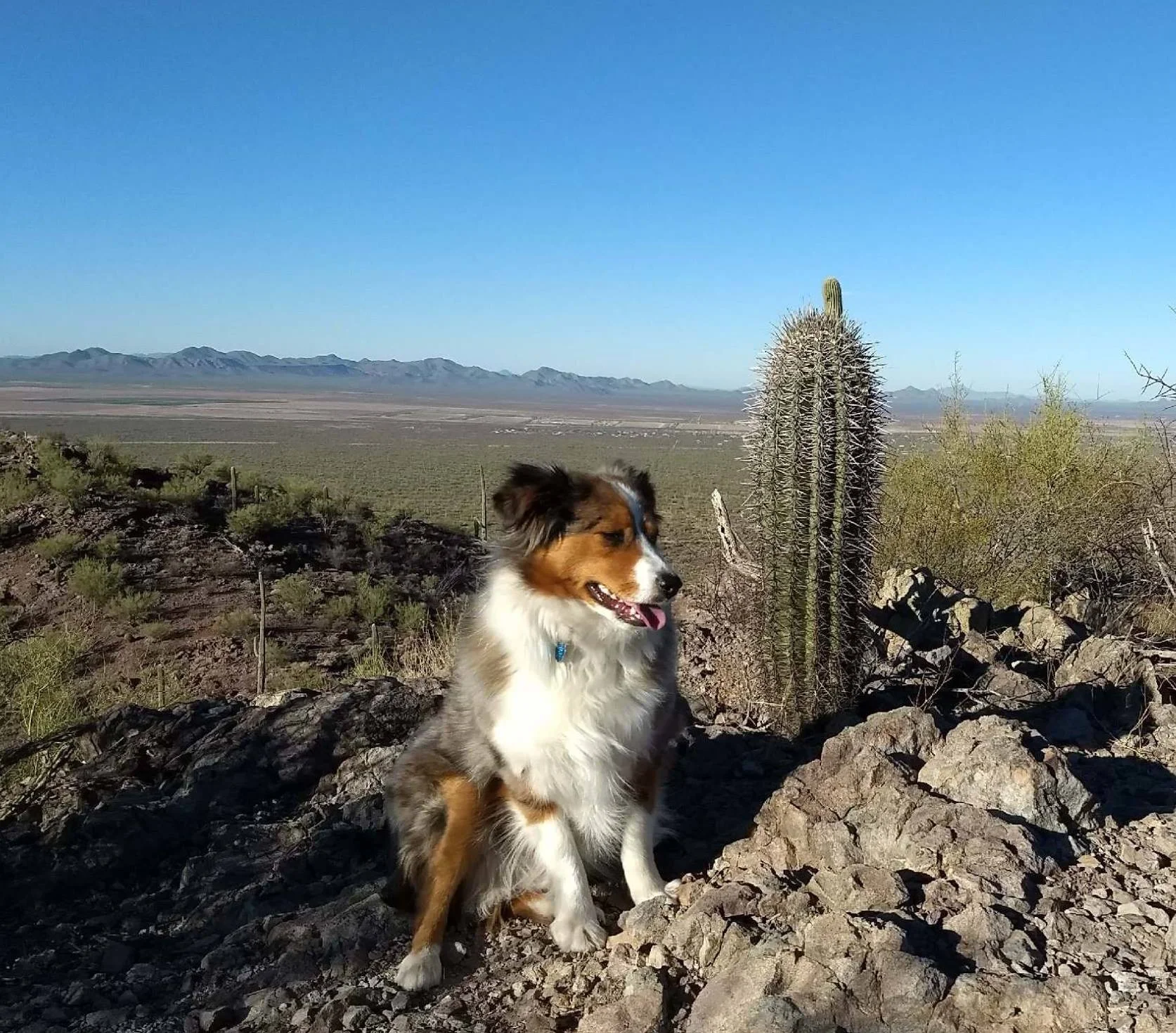 Creede lives the life of adventure wherever his human is.