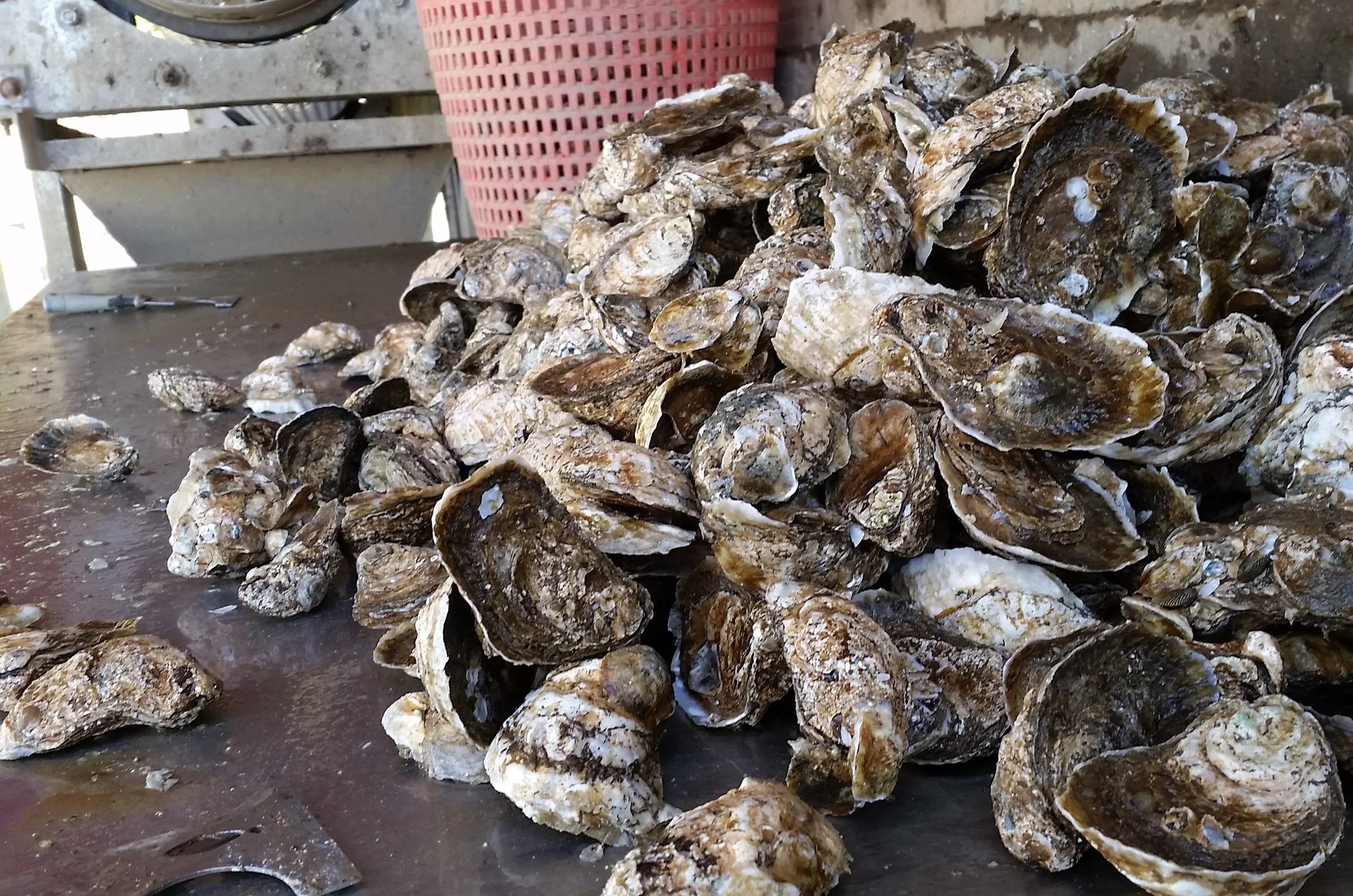 Happy Oysters, Wicomico Church,VA