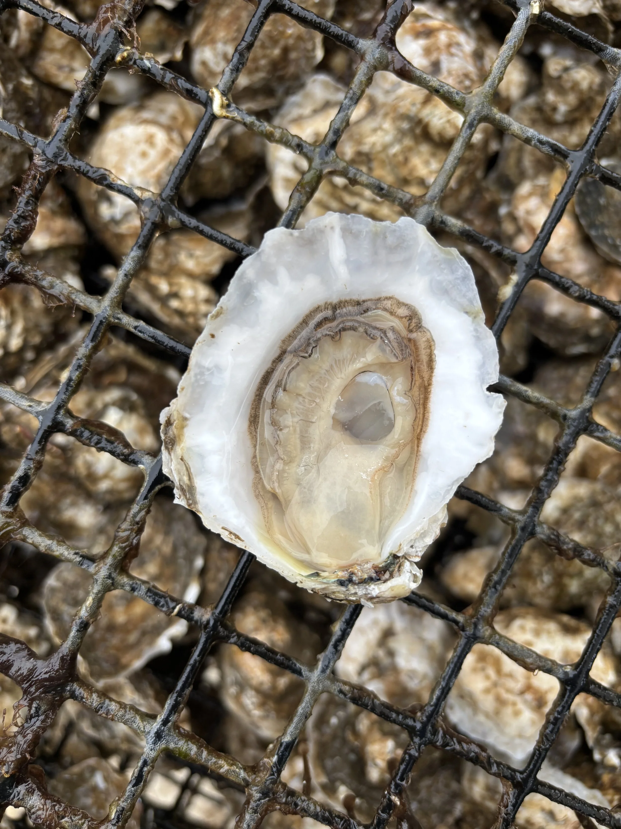 Happy Oyster Shack Pre-Order & Pick-Up