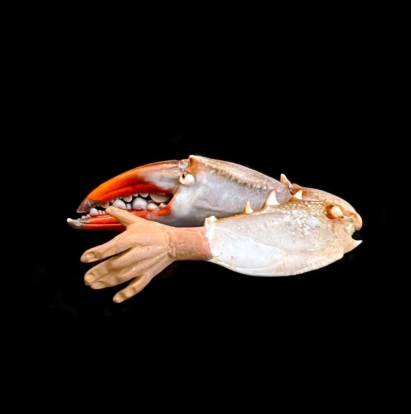 Crab01.JPEG