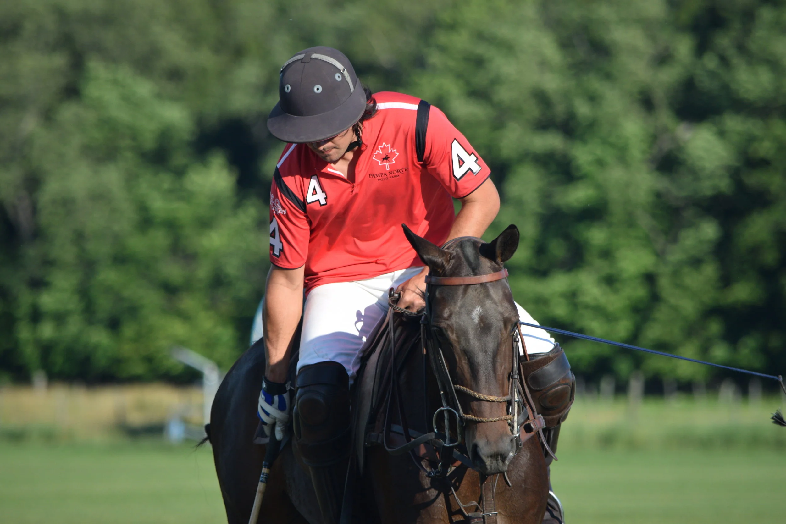 Your Guide to the Real Athletes on the Polo Field; Polo Ponies — Toronto Polo School