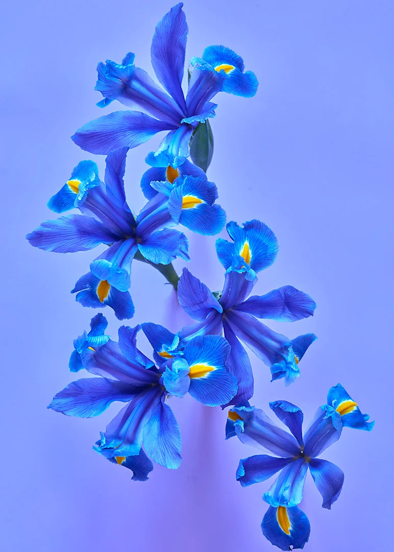 torikatherman_photoeditor_521.jpg