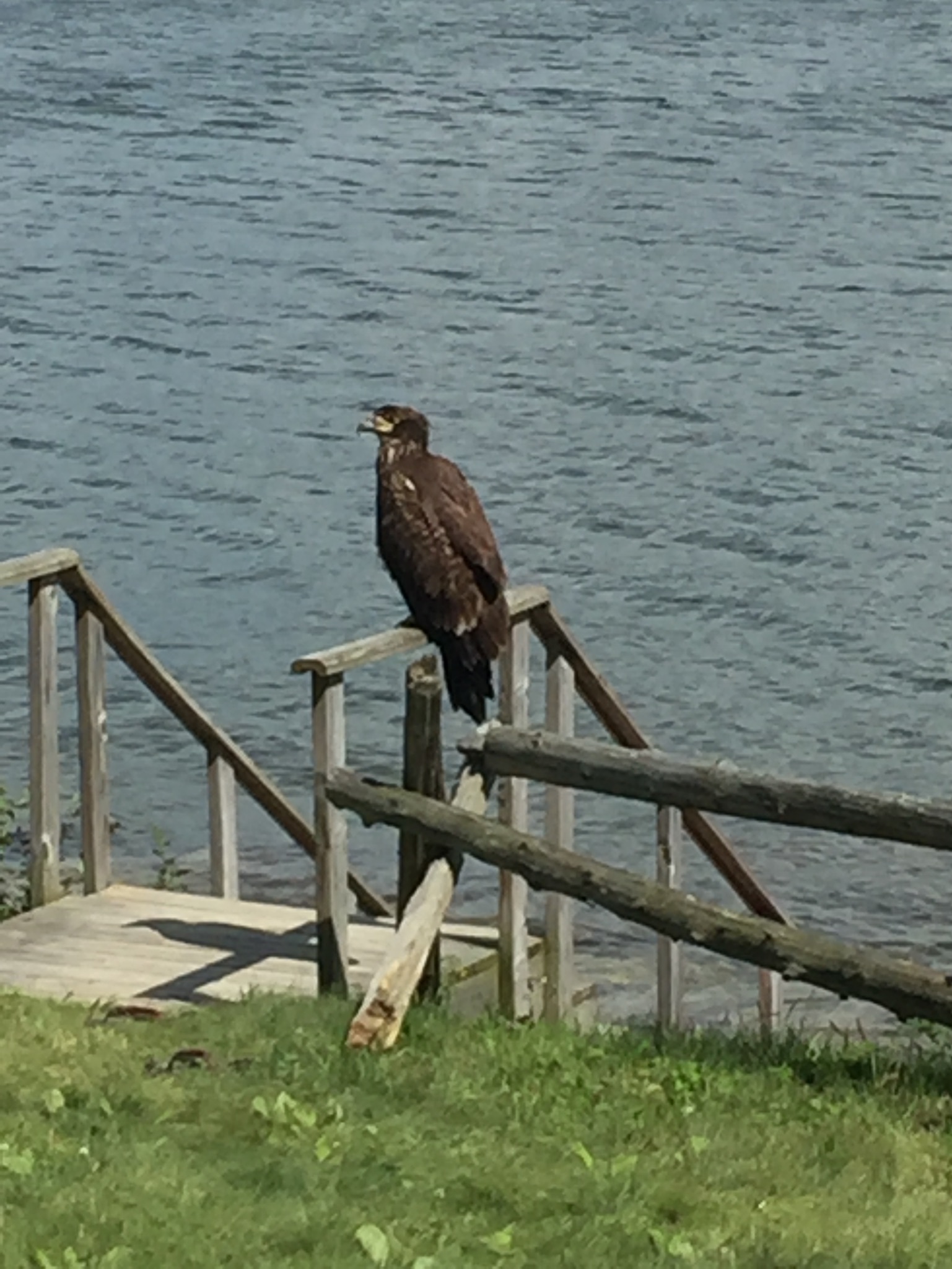 Young Bald Eagle  (Copy)