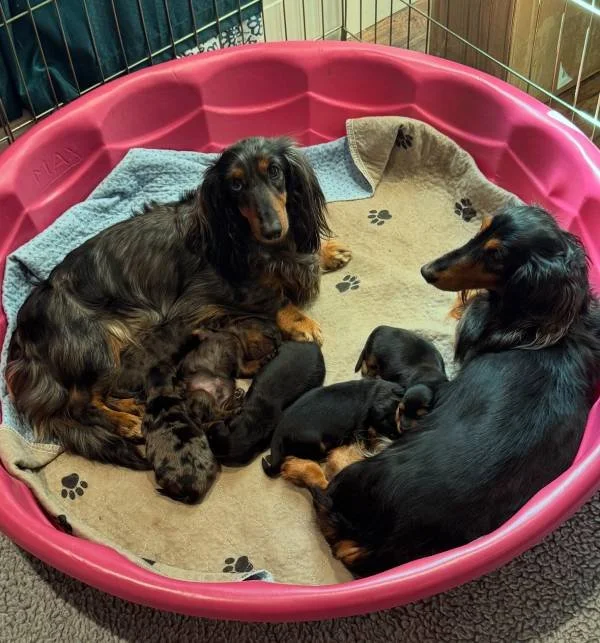 Ruthie, puppies and their older sister Bailey