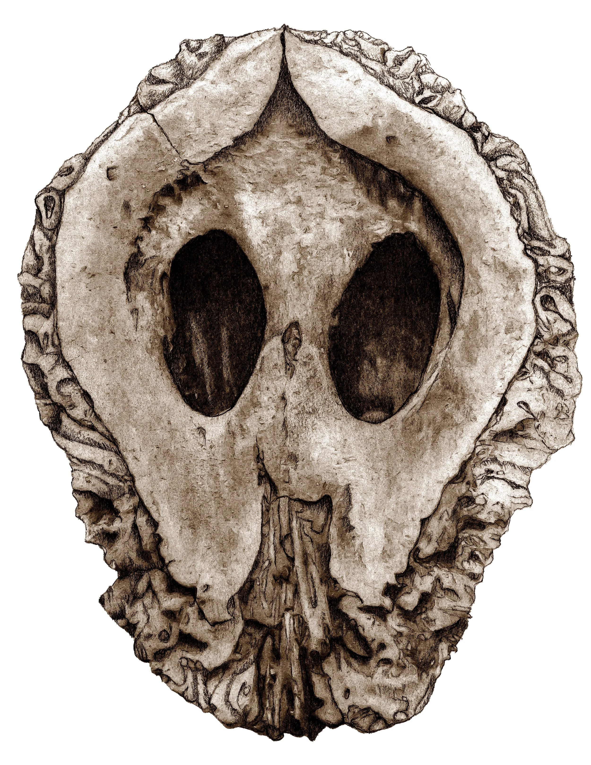Specimen 1