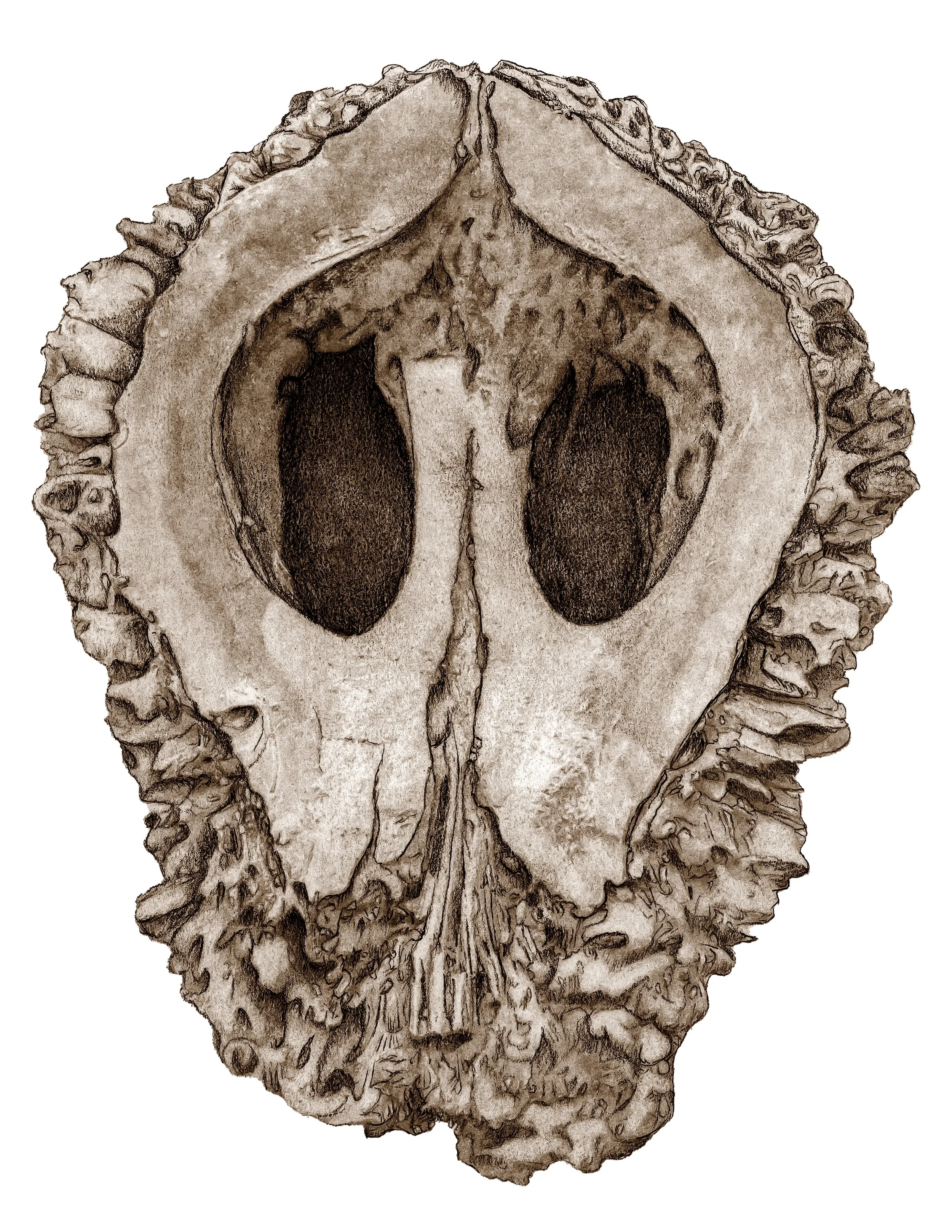 Specimen 3