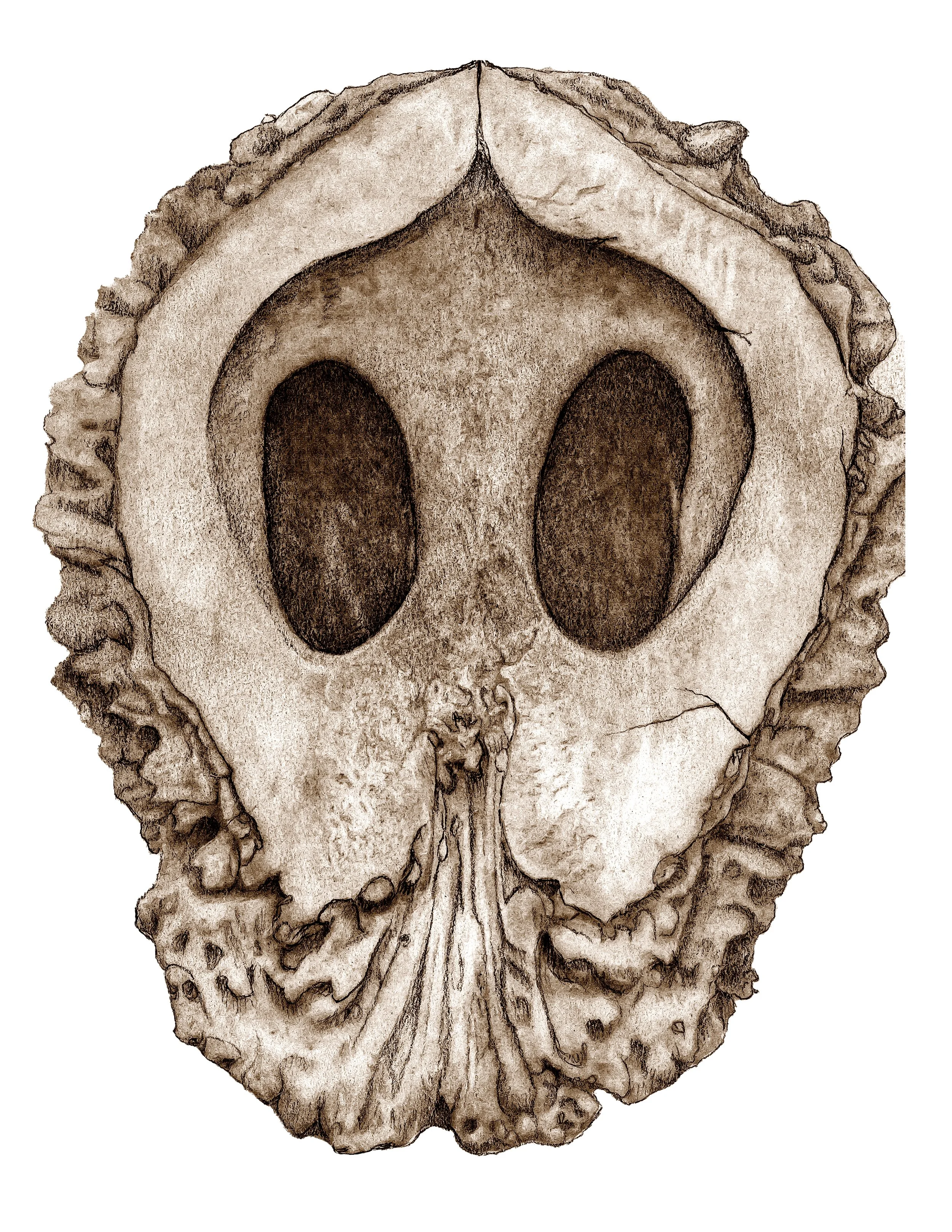 Specimen 5