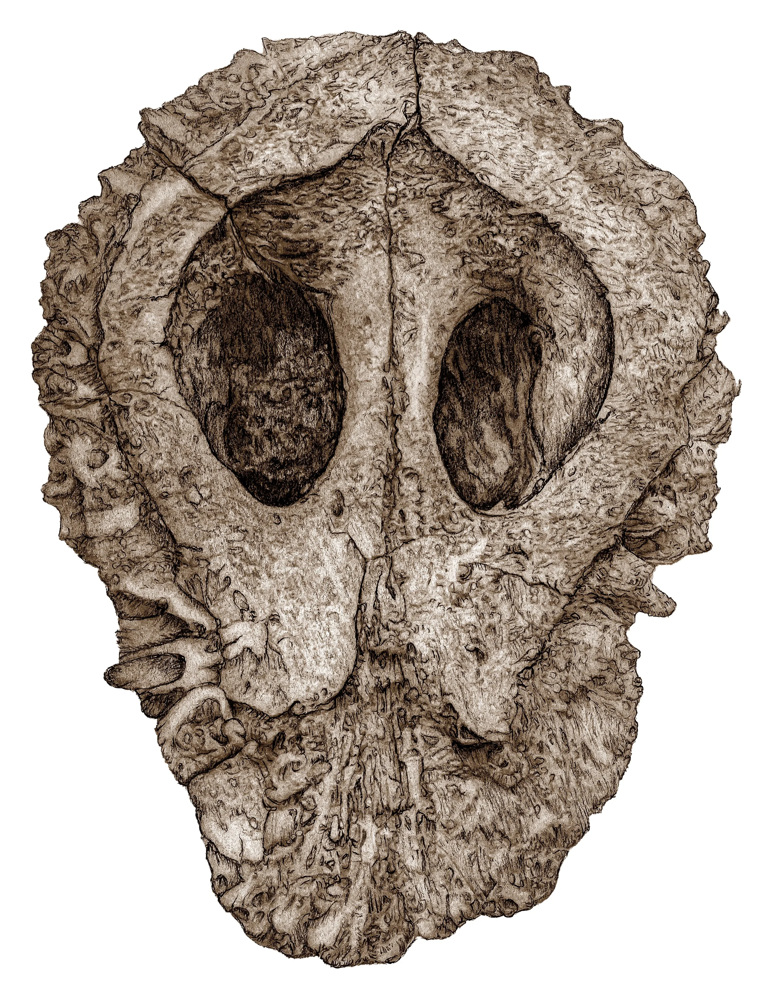 Specimen 6