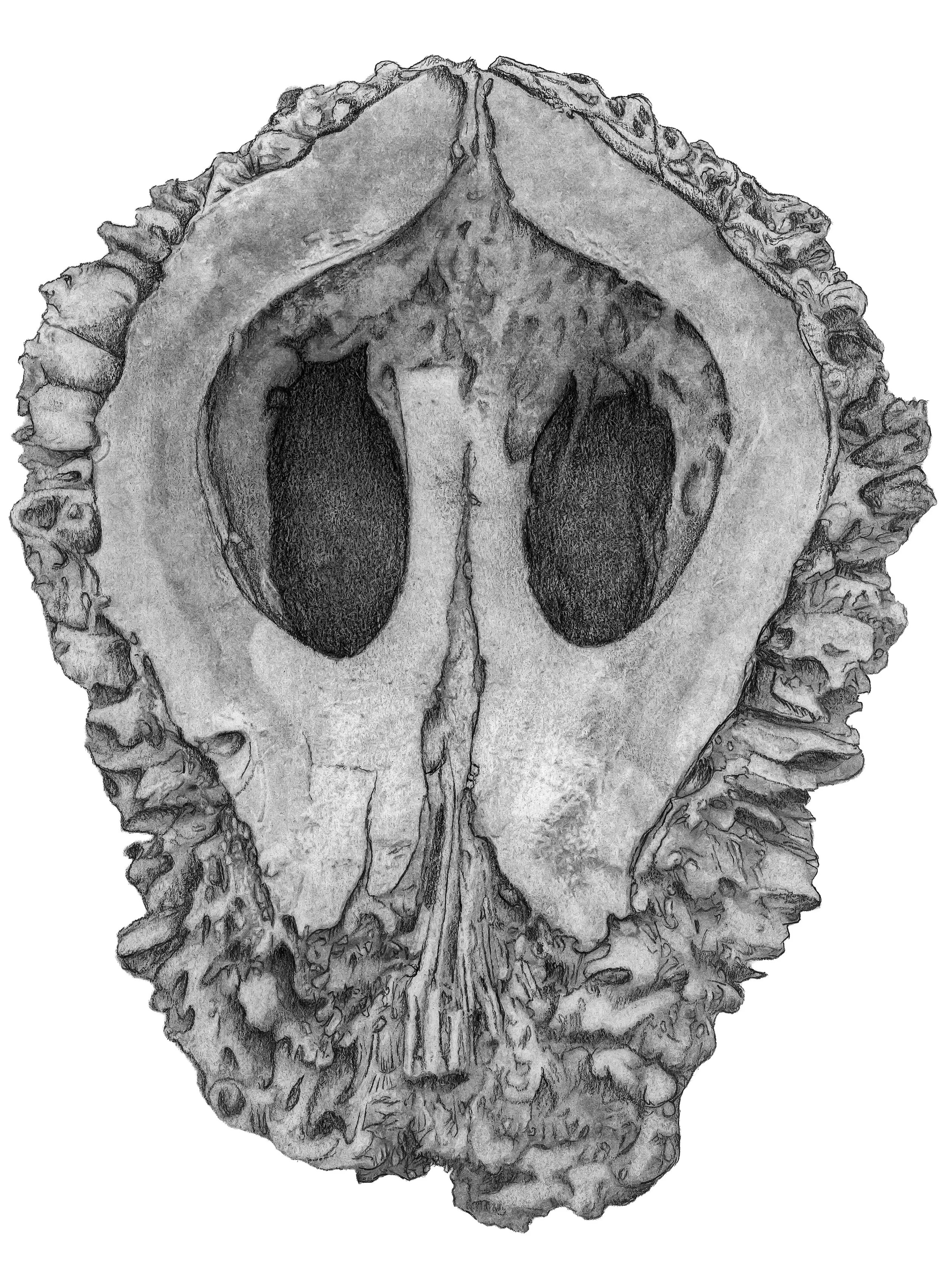 Specimen 1