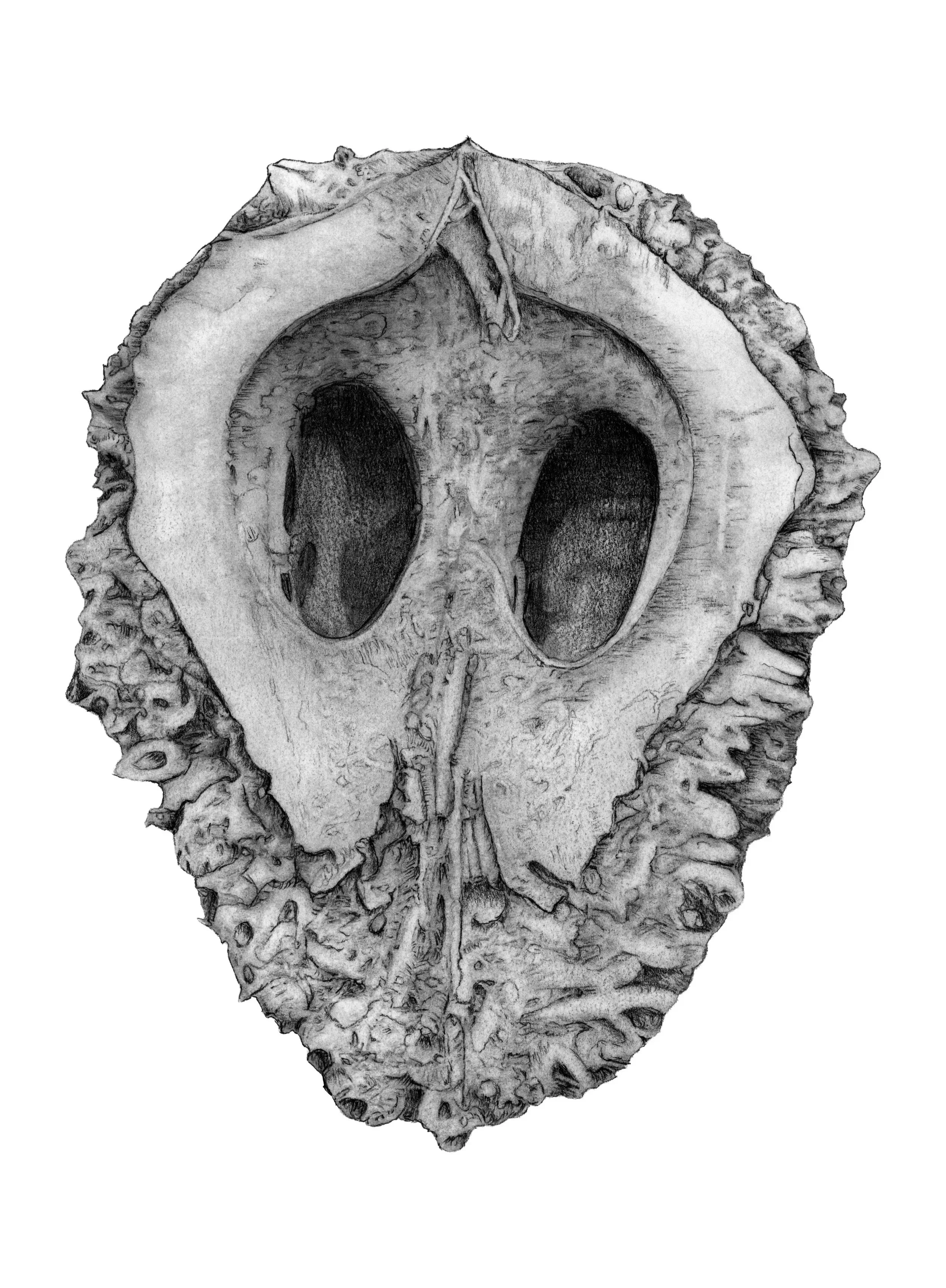 Specimen 2