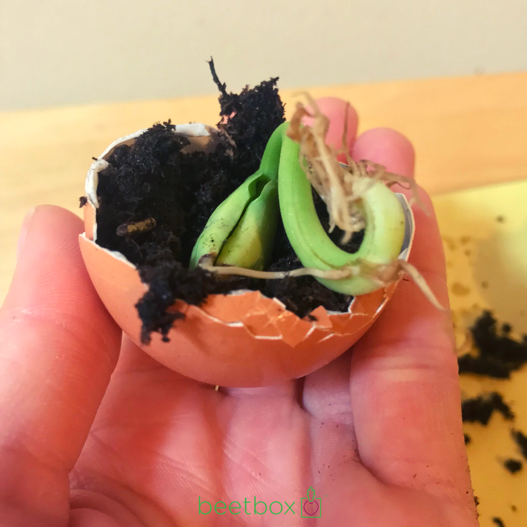 Last Minute - 5 Step Earth Day Project