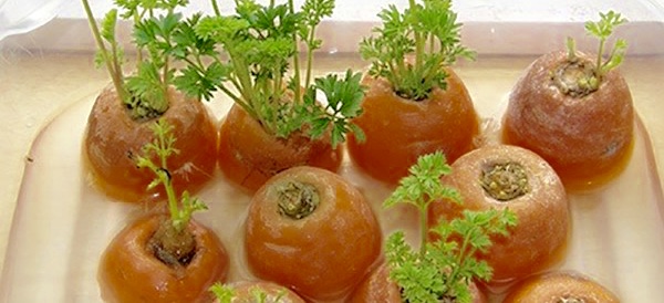 CARROTS &amp; PARSNIPS