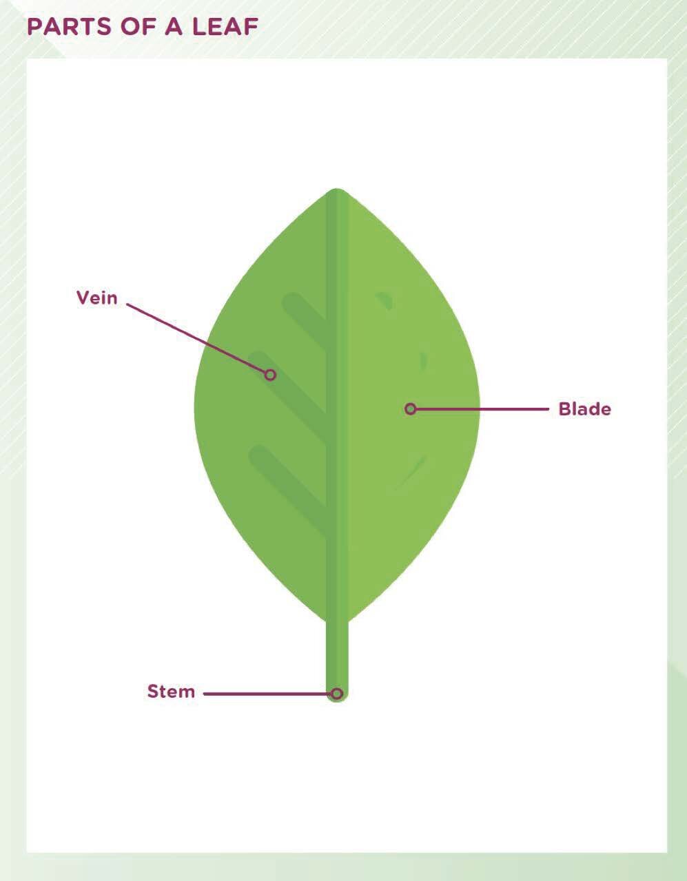 leaf 10.jpg