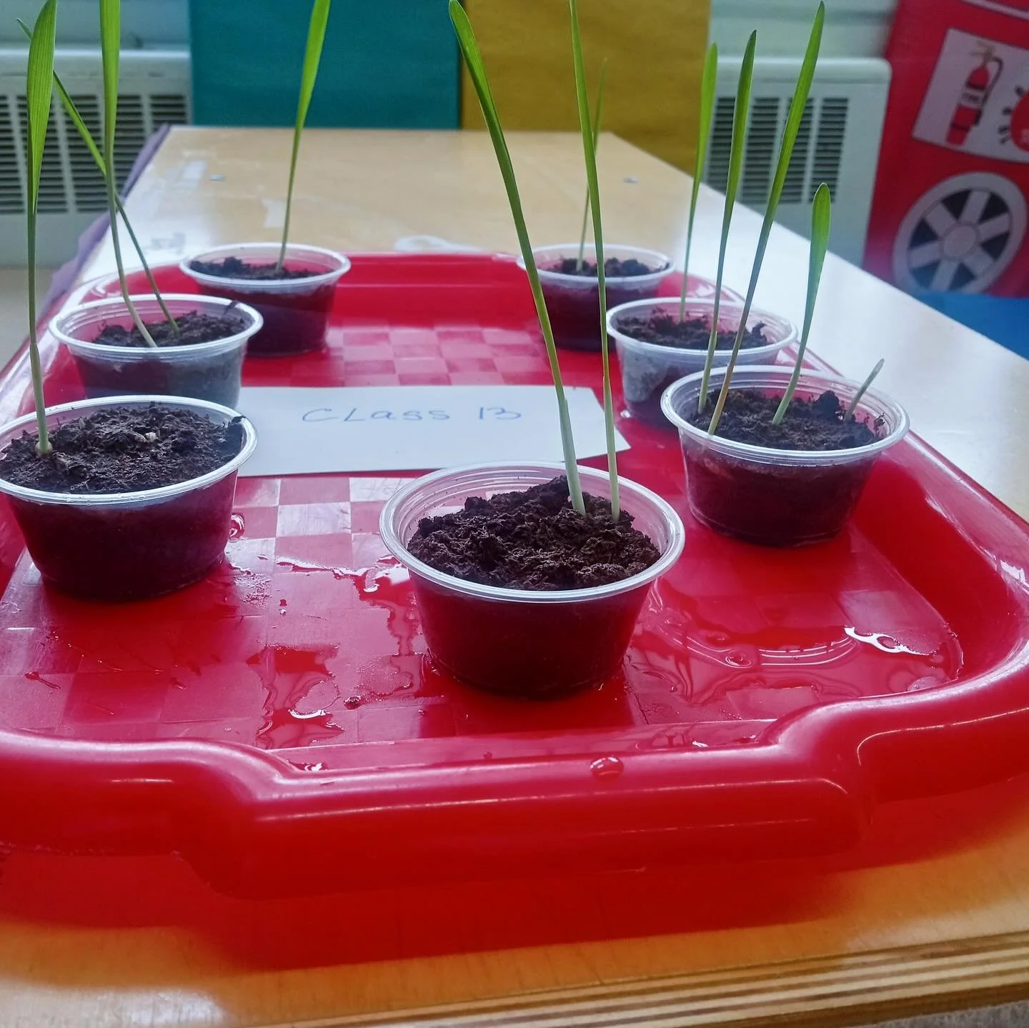 It might not look like much&hellip; but these tiny sprouts are kind of a big deal. In just a week, children in our enrichment program at Birch Family Services nurtured these seeds with care, curiosity, and lots of observation. Growing something right
