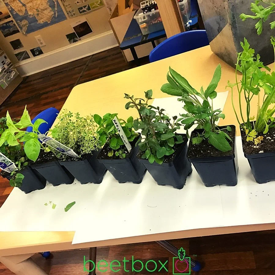 IT&rsquo;S TIME! Our best selling combo kit is BACK! Get on the list for your Spring Sprouting Kits! 🌱 🌽 🌸🍃
Our Sprouting Combo kits come with 3 exciting subjects, providing programming and activities that come ready to go for your teachers to ce