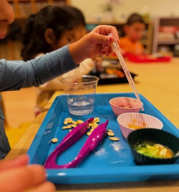 From herbs &amp; fizzing pumpkins to purple potatoes, spices, roots, &amp; citrus, Beetbox classes follow the full seed to table learning cycle 🌿 🧪Here&rsquo;s what we got up to this year at @cresthillacademy ! 

Children explored plant science thr