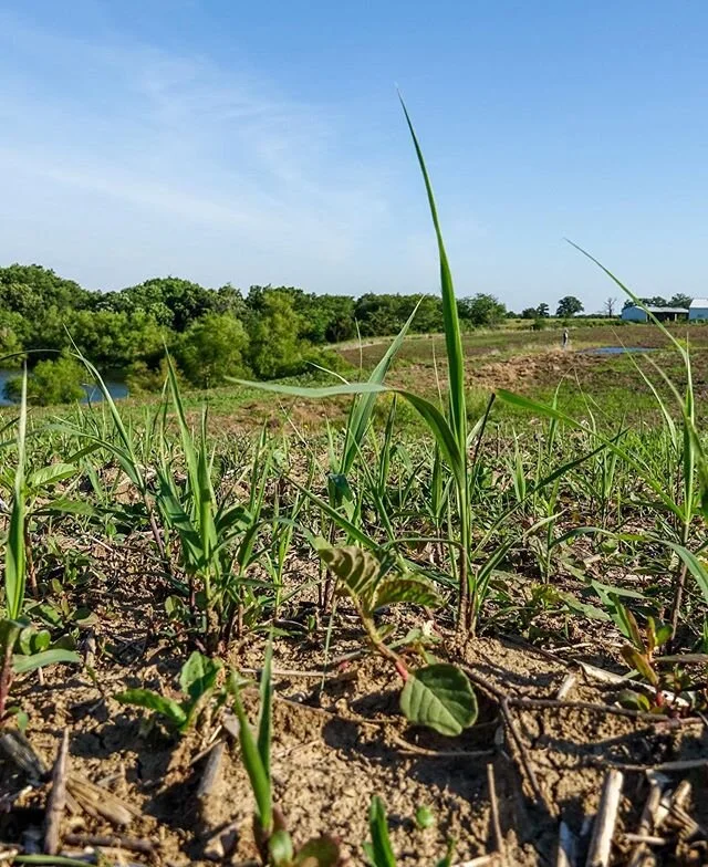 First year switchgrass has FINALLY emerged in southern Iowa. Within the last 2 weeks on our place and some still germinating. Depends on if it&rsquo;s on a ridge or in a bottom, the lower and wetter, the slower it will germinate. If you have never pl