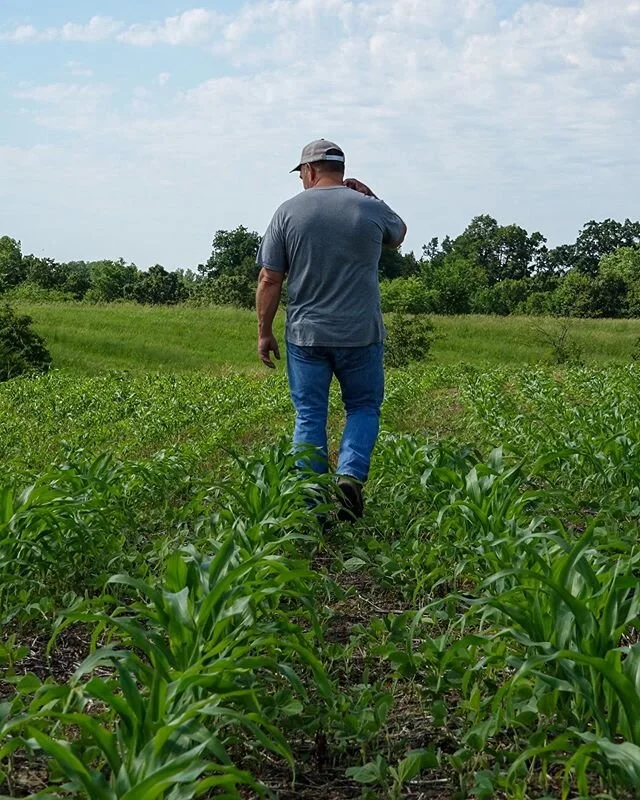 Thinking &ldquo;Man, even city boys can grow corn.&rdquo;
Corn is looking pretty good on our place! As long as Mother Nature doesn&rsquo;t shut the faucet off this summer we should have some great plots this year. What you see in between the rows is 