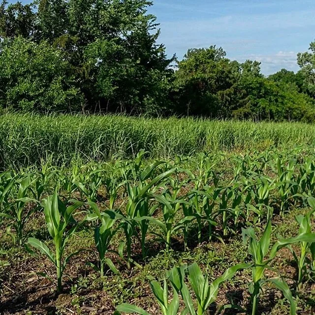 Food plots don&rsquo;t do you any good if you can&rsquo;t access your property and get around them. Here is a 2nd year switchgrass screen up against one of our corn plots. We should be able to slip by a lot of deer feeding in this field in the dark t