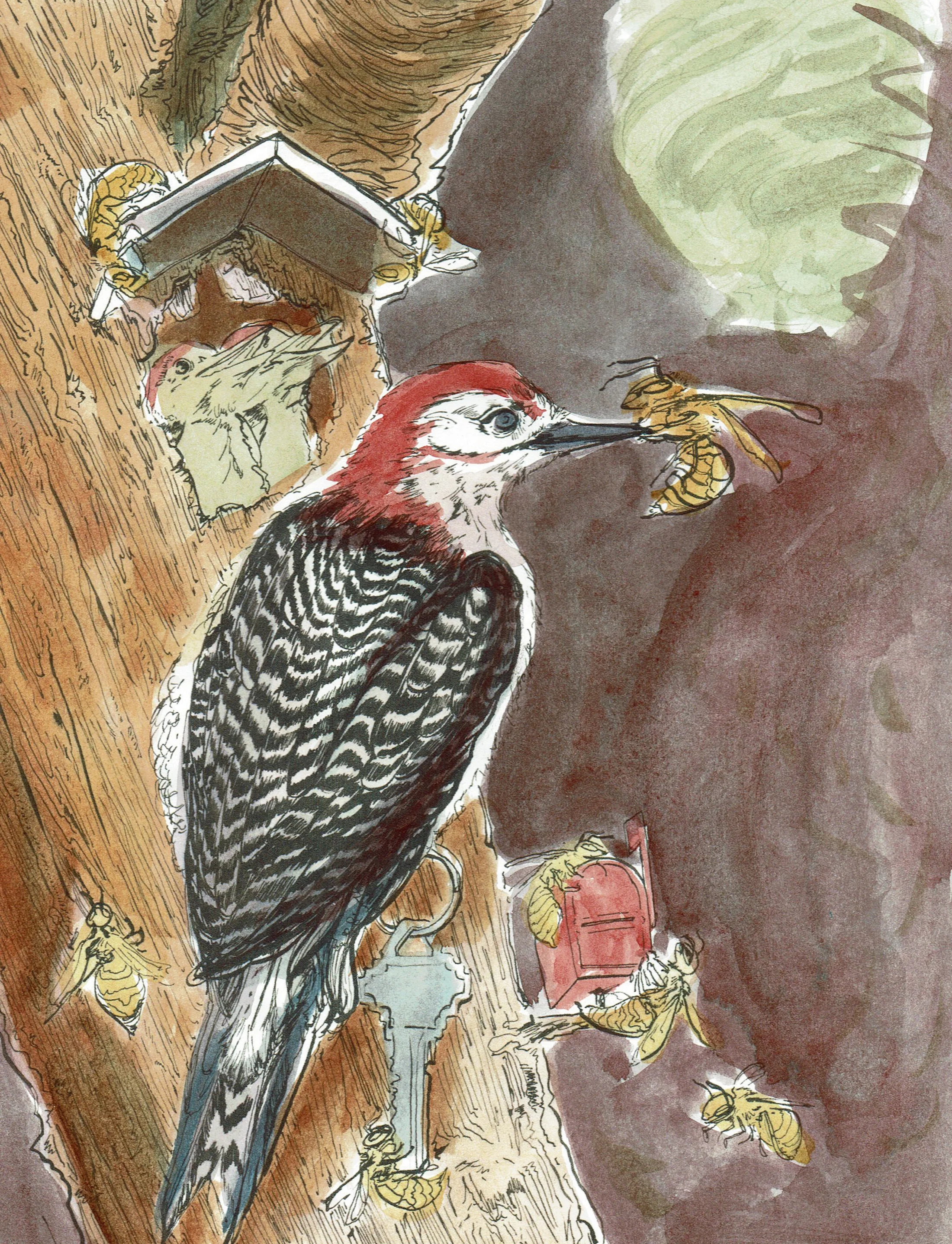ILLU463_A2Color3.jpg