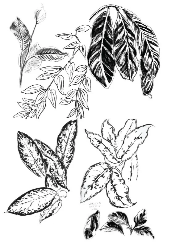 Pencil and ink sketches from life at a Milwaukee botanical garden for development.