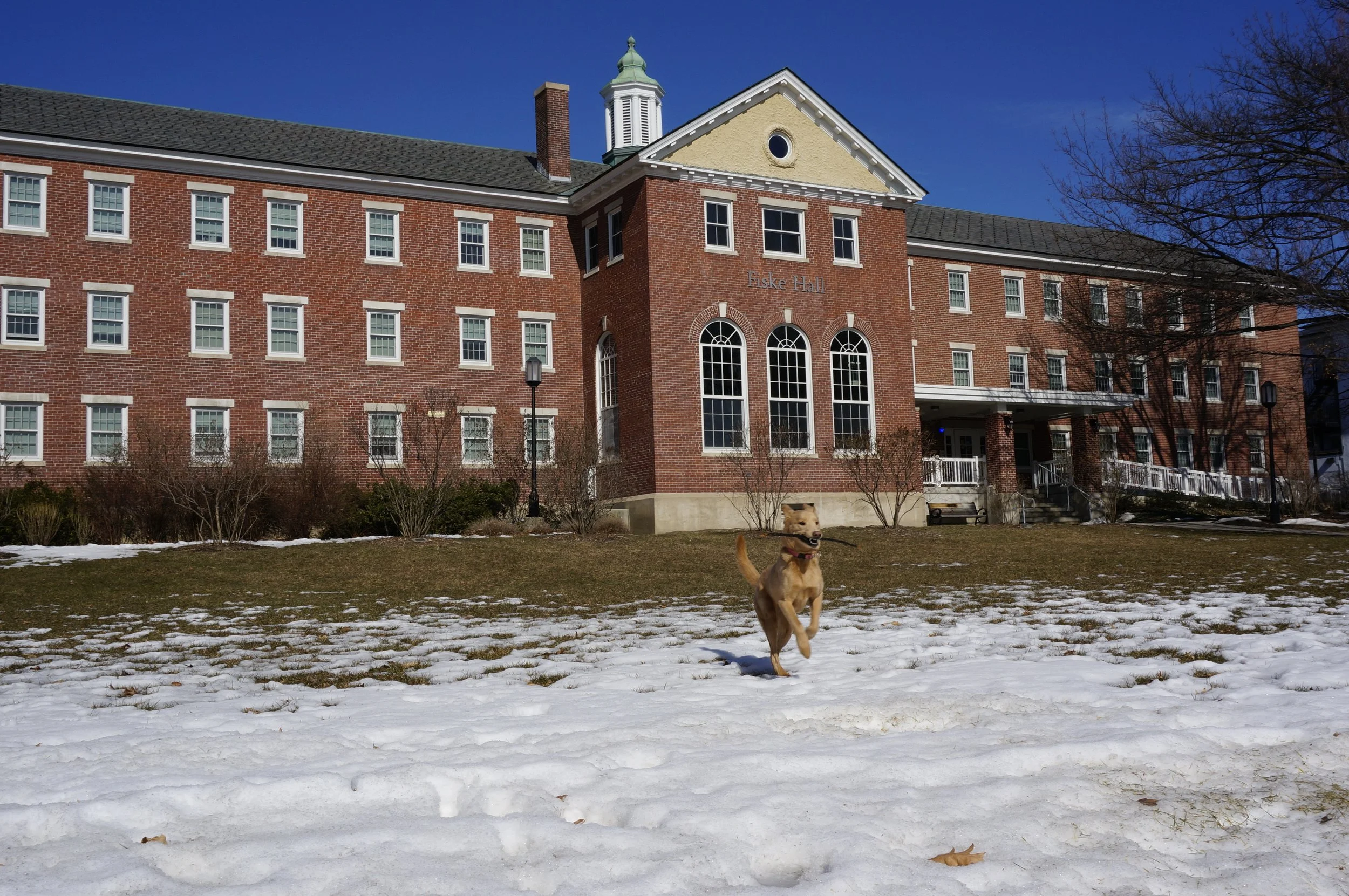 Keene State College building with dog