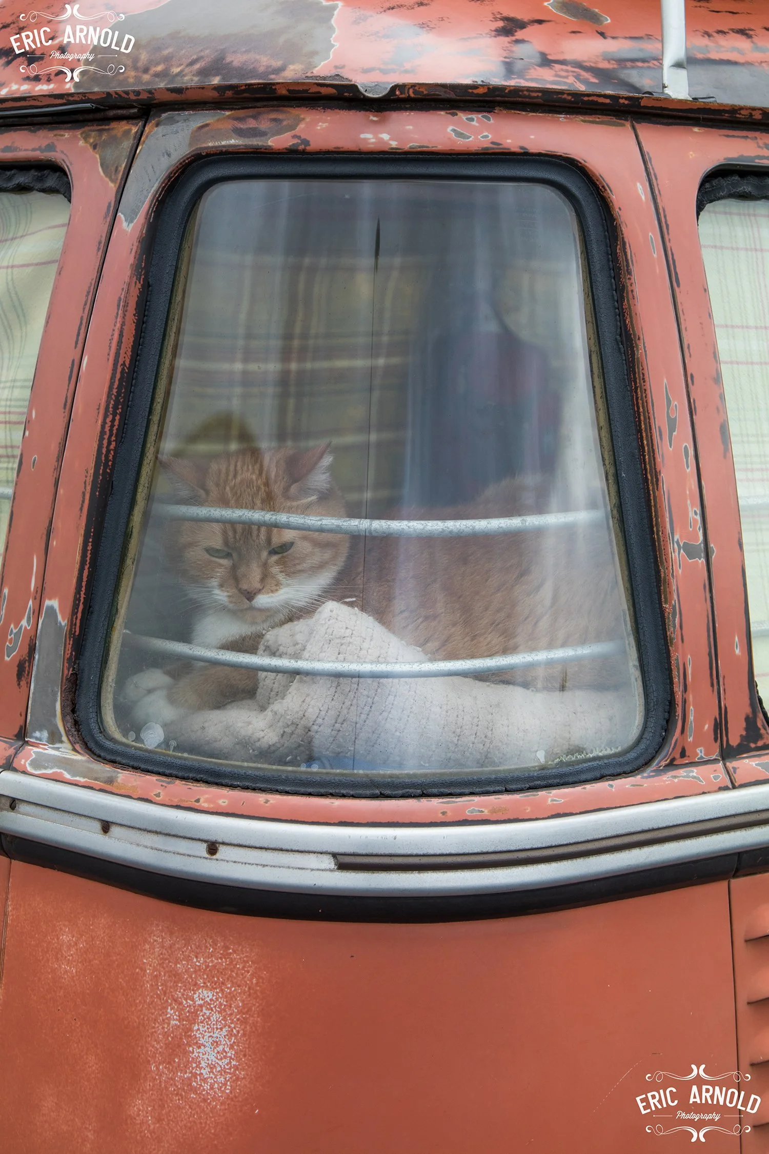 Cat WMS.jpg