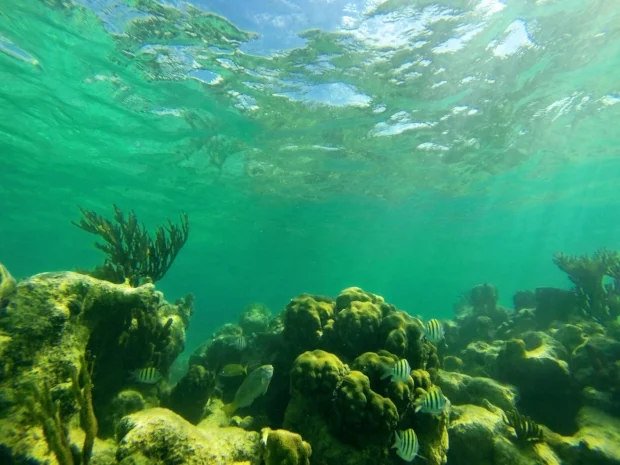 Wow! Snorkeling at Akumal Beach