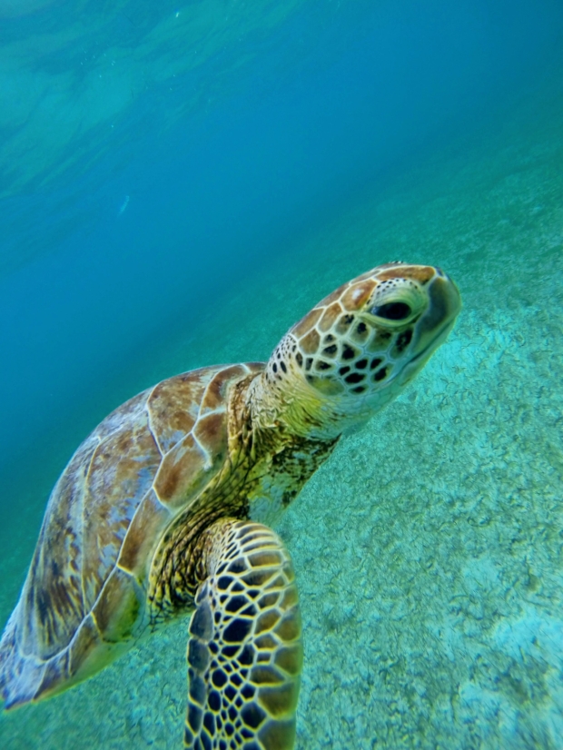Curious turtle at Akumal. I think he said his name was Jim.